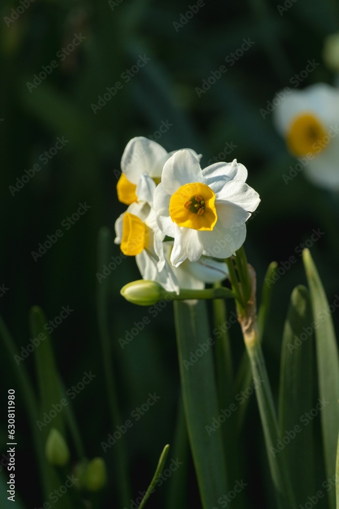 Poster Closeup of blooming Narcissus flowers