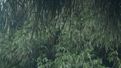 Green trees of the forest under the heavy rainfall on a calm day