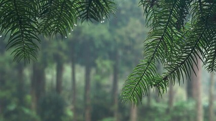Green trees of the forest under the heavy rainfall on a calm day