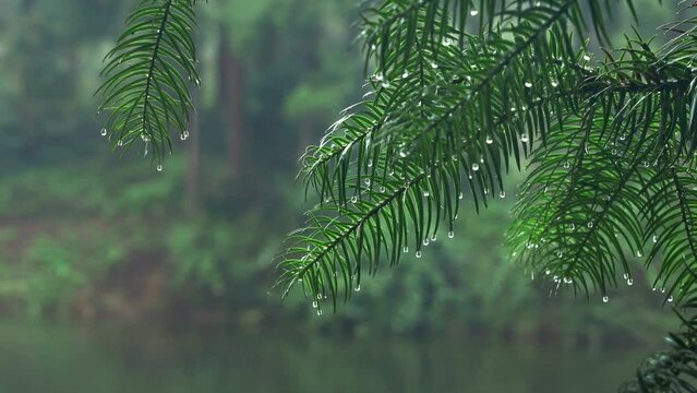 Water drops falling from the green trees in the forest after the heavy rainfall