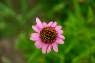 A captivating top-view photo of the Eastern Purple Coneflower (Echinacea) in focus, with a shallow depth of field that beautifully blurs the background. Nature's beauty from a different perspective
