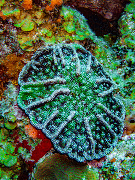 Lowridge cactus coral (Mycetophyllia danaana) on patch reef in the Caribbean, Roatan, Bay Islands, Honduras