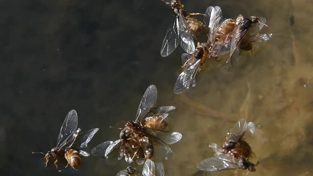 Yellow Meadow Ants (Lasius flavus) newly emerged flying females having landed in a garden bird bath. 3rd August 2023, Kent, UK [Slow motion x5]