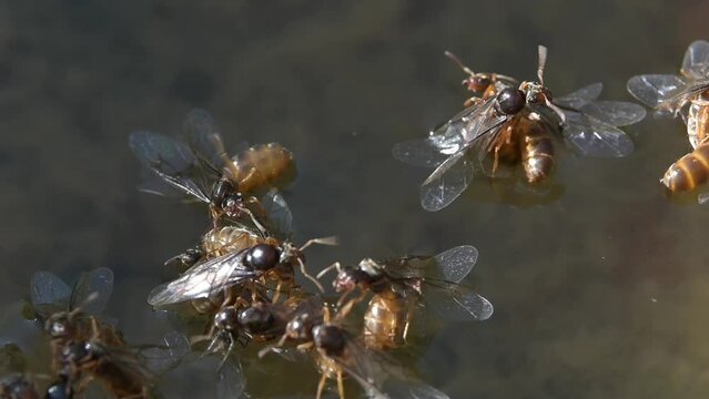 Yellow Meadow Ants (Lasius flavus) newly emerged flying females having landed in a garden bird bath. 3rd August 2023, Kent, UK [Half speed]