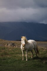 a white horse stands alone in the grass with mountains behind it