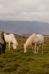 Fototapeta na wymiar horses graze in the wild, with mountains in the distance