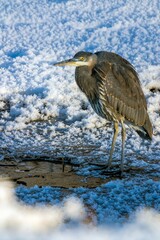 a Great Blue Heron in the snow