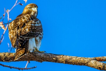 Red Tailed Hawk perched on a branch
