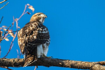 Red Tailed Hawk perched on a branch