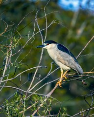 Black-crowned night heron perched on a branch in an outdoor environment
