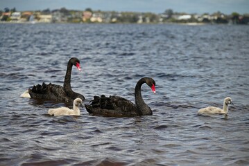 Fototapeta premium Black swans with cygnets swimming in the lake. Perth, Western Australia.