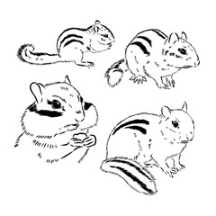 Chipmunk illustration in doodle style. Vector isolated on a white background.
