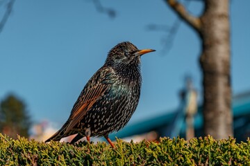 Common starling perched on a green bush in a park under the sunlight