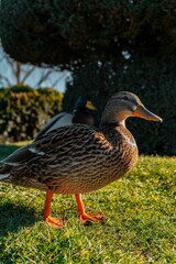 Mallard on the grassy field under the sunlight with a blurry background