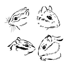 Chipmunk illustration in doodle style. Vector isolated on a white background.