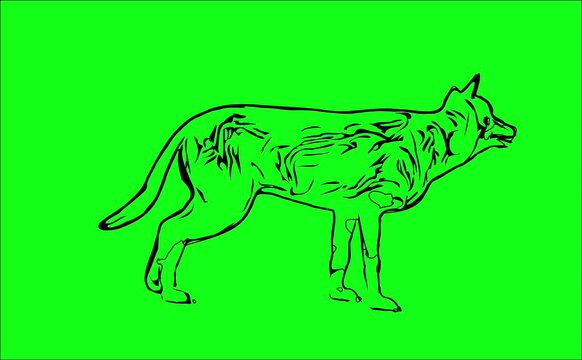 Greencreen video cartoon animal sketches walking and running