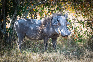 warthog hiding in a bush in the masai mara kenya