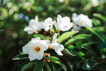 Cordia Boissieri Flowers