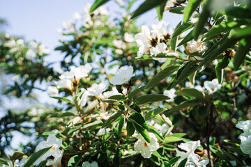 Texas Olive Tree Flowers