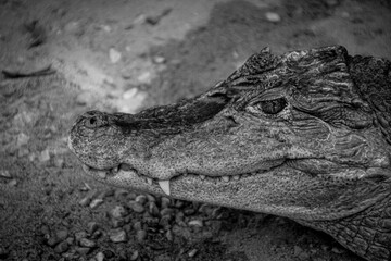 crocodile on the beach