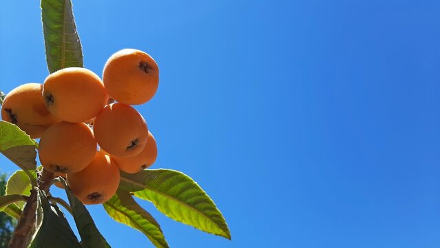 close up view of loquats on blue sky background frutal