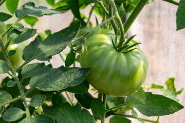 A green tomato hangs on a branch. The vegetable is not ripe. Good harvest.