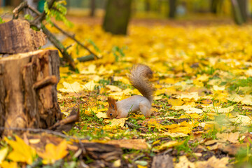 A fluffy beautiful squirrel is looking for food among fallen yellow leaves in the autumn in a city park