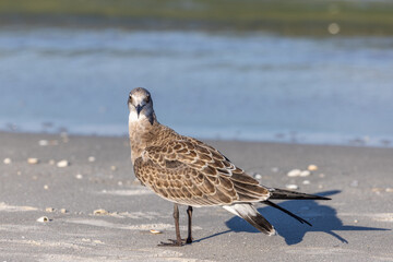 Bird on a beach Naples Florida