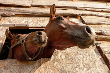 a horse with a foal peeking out of the stall, view from below