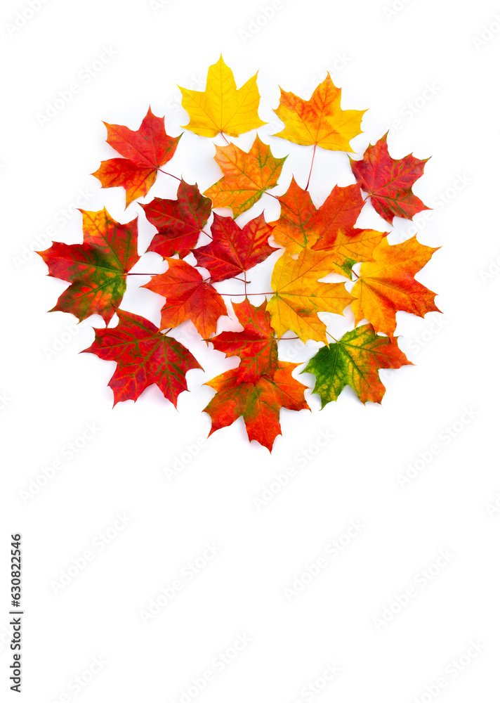Wall mural autumnal maple leaves on a white background with space for text. top view, flat lay