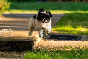Boundless Joy: Adorable Puppy Leaping Off Steps