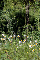 photo of many blooming chamomile in the field, chamomile ,flower head