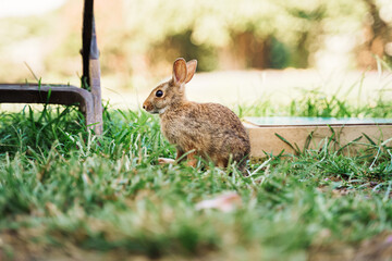 Rabbit by a Park Bench 2