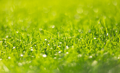 Fresh green grass background in sunny summer day, bokeh with sun light banner