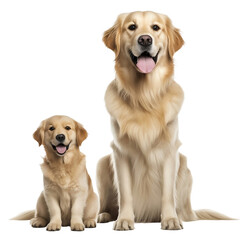 happy golden retriever puppy and adult dog isolated on transparent background - obrazy, fototapety, plakaty