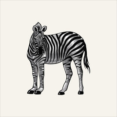 Fototapeta na wymiar zebras savannah
