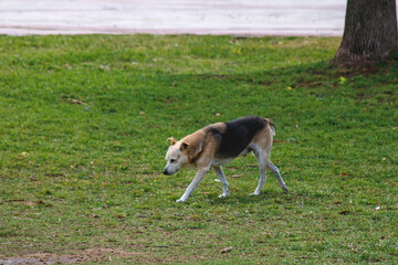 Naklejka na ściany i meble dog running in the field
