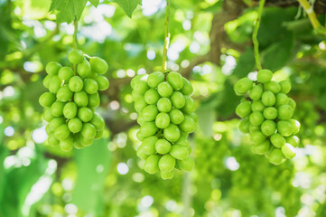 たわわに実るシャインマスカット