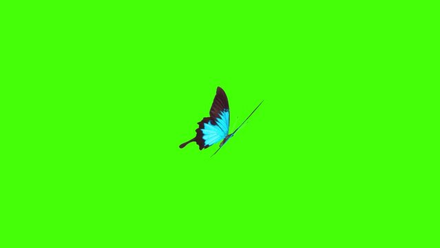 beautiful butterfly flying on green screen background