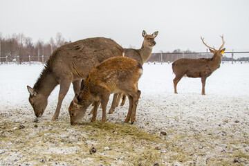Beautiful deer on a winter day