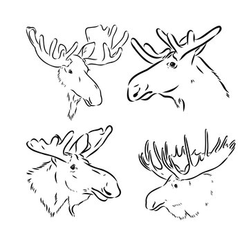 black and white engrave isolated elk hand draw vector illustration