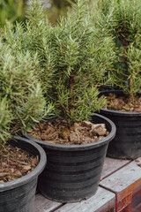 Miniature Rosemary Nursery, Tiny Rosemary