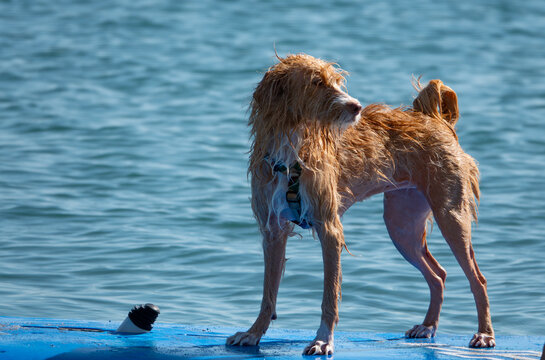 A Portuguese Podengo dog on a surfboard surfing happily