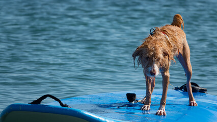 A Portuguese Podengo dog on a surfboard surfing happily