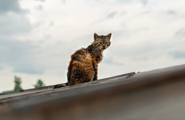 Lonely cat sitting on a roof against a clear sky. A homeless dirty cat sits on the roof. A hungry skinny cat is resting on a rusty roof.Frightened street cat.The concept of homeless, abandoned animals - Powered by Adobe