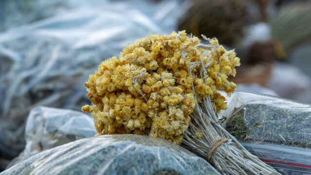 A bouquet of Macela flower, (Achyrocline satureioides) can be made hot tea of ​​Macela flowers for health. Macela flowers, medicinal plant, natural.