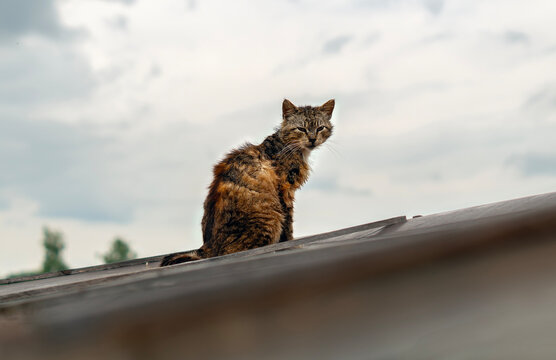 Lonely cat sitting on a roof against a clear sky. A homeless dirty cat sits on the roof. A hungry skinny cat is resting on a rusty roof.Frightened street cat.The concept of homeless, abandoned animals