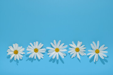 flat lay chamomile daisy flowers abstract flowers background and hard shadow on blue background, creative decoration of summer concept, copy space