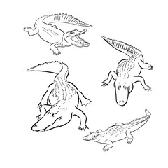 Alligator illustration in doodle style. Vector isolated on a white background.