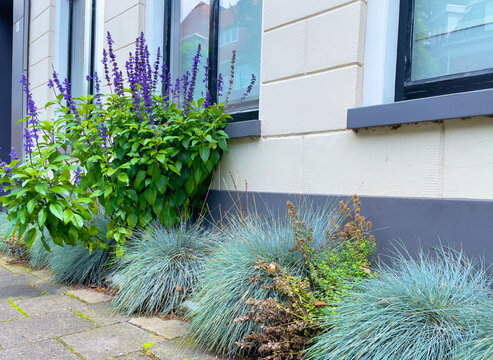 Close up of a green facade garden in the city on behalf of climate adaptation. Geveltuin for stimulating biodiversity. Geveltuintje, groene gevel. Green facade, gr&uuml;nfassade.